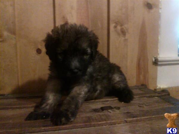 Lesha Picture 2